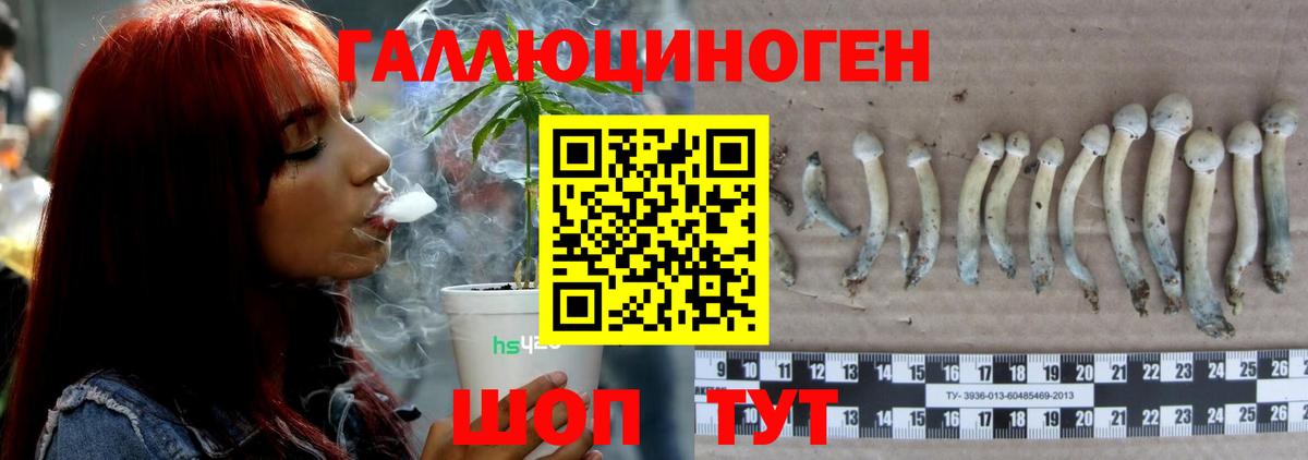 Псилоцибиновые грибы GOLDEN TEACHER Кисловодск